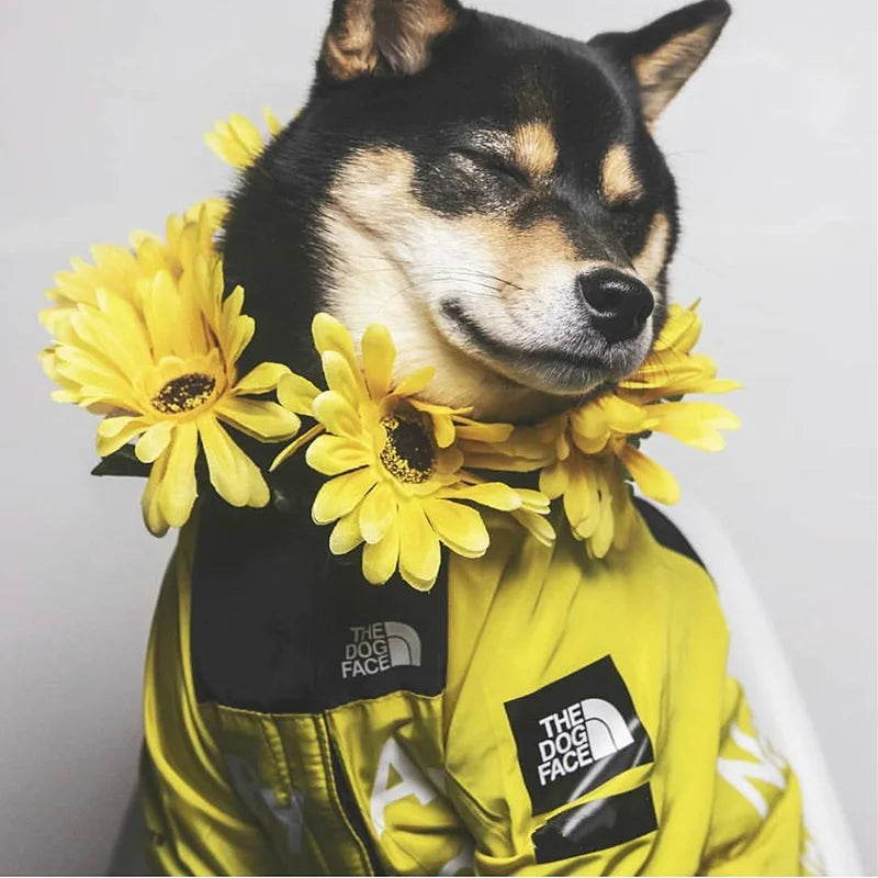 Dog Windbreaker Hoodie Jacket
