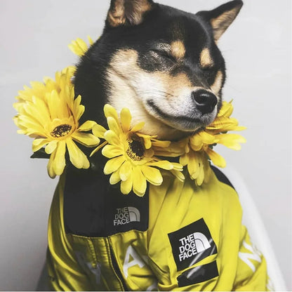 Dog Windbreaker Hoodie Jacket